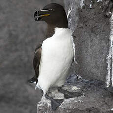 Razorbill