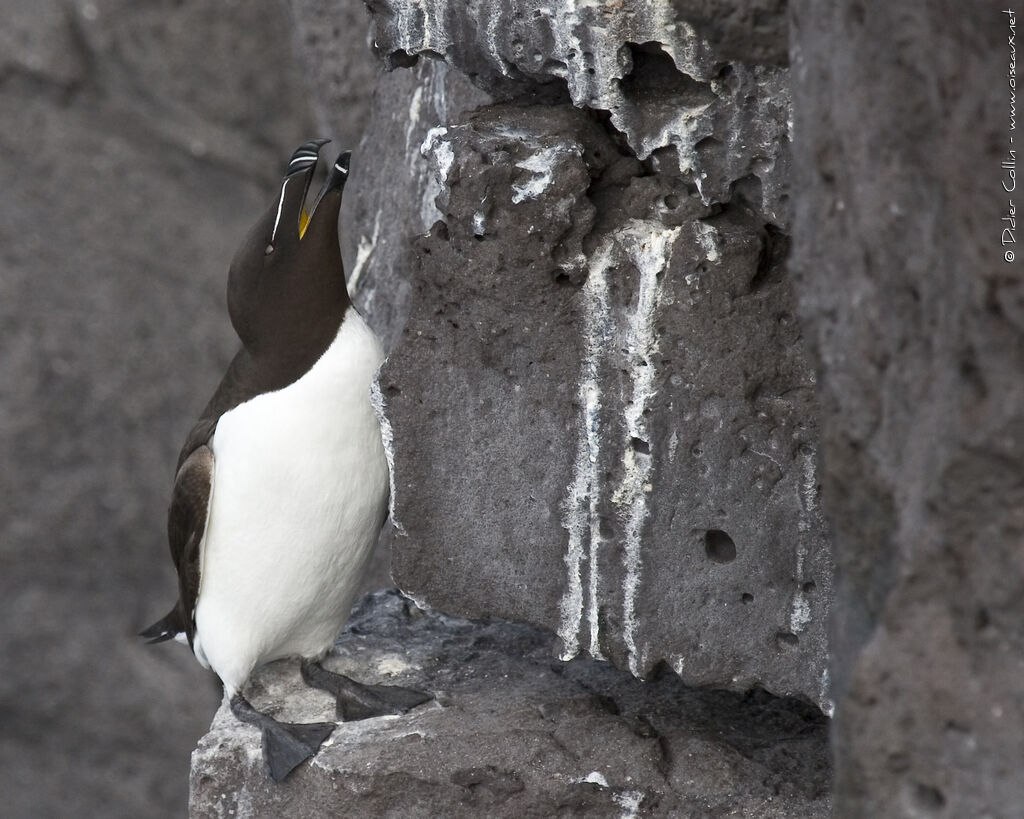 Pingouin torda