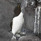 Pingouin torda