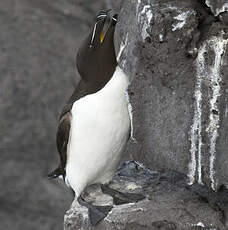 Razorbill