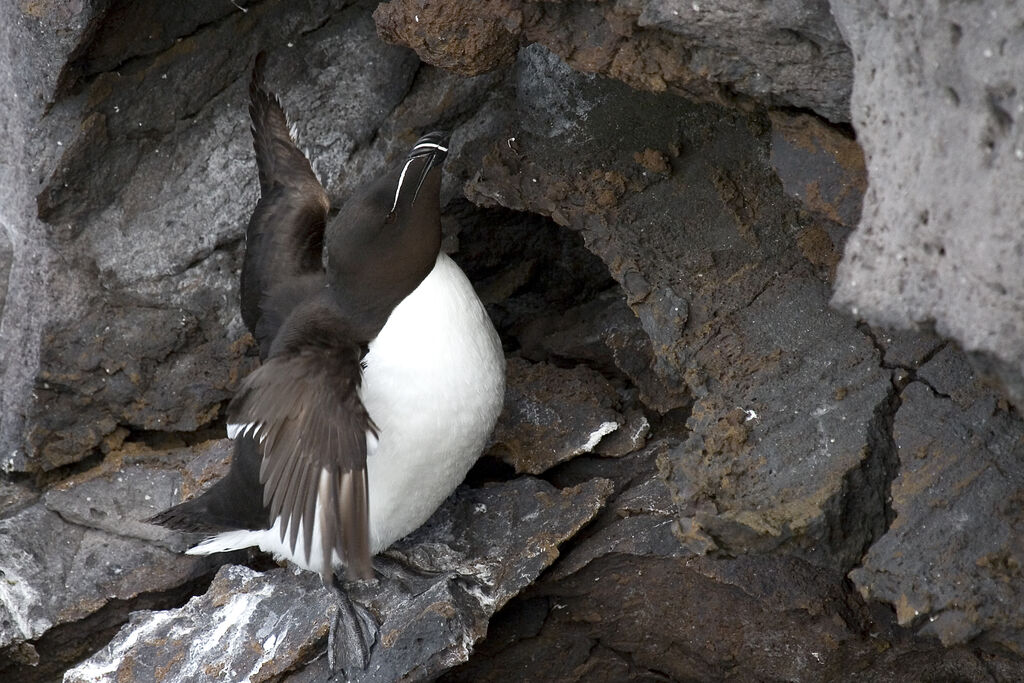 Razorbill