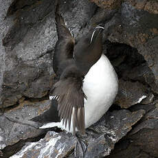 Razorbill