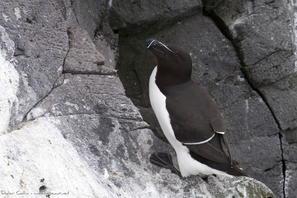 Razorbilladult breeding, habitat, camouflage, Behaviour