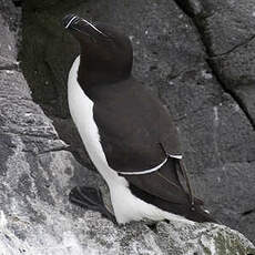 Razorbill