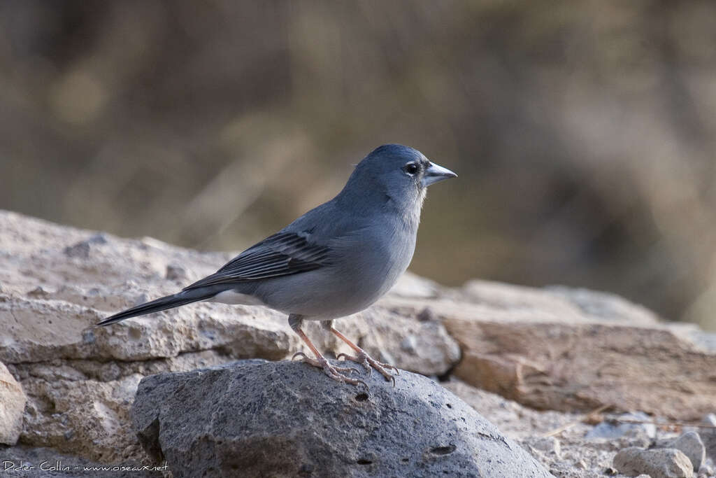 Pinson bleu mâle adulte, identification