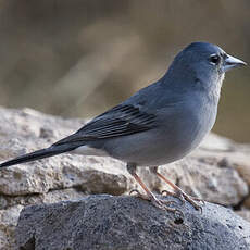 Tenerife Blue Chaffinch