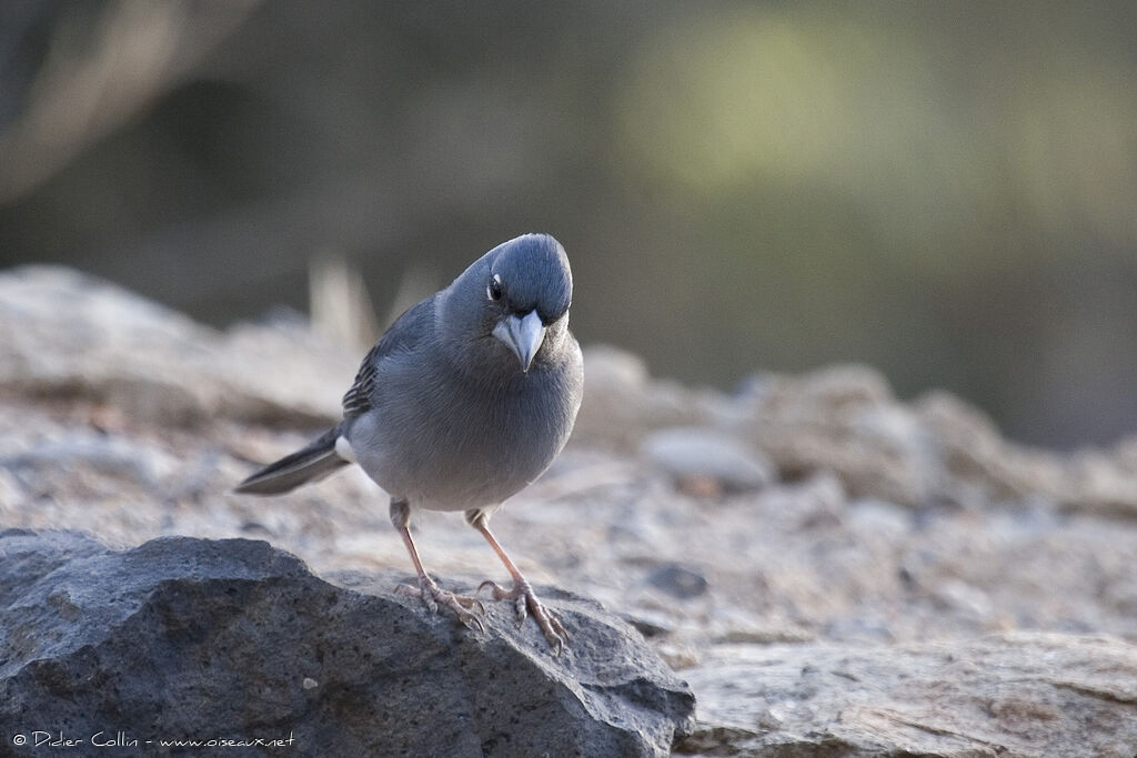 Tenerife Blue Chaffinch