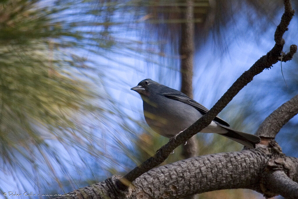 Tenerife Blue Chaffinch