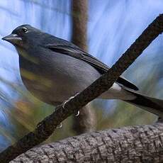 Tenerife Blue Chaffinch