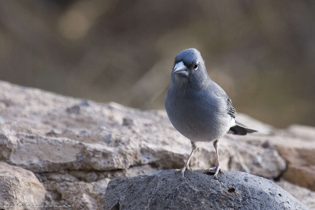 Tenerife Blue Chaffinch, close-up portrait