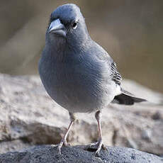 Tenerife Blue Chaffinch