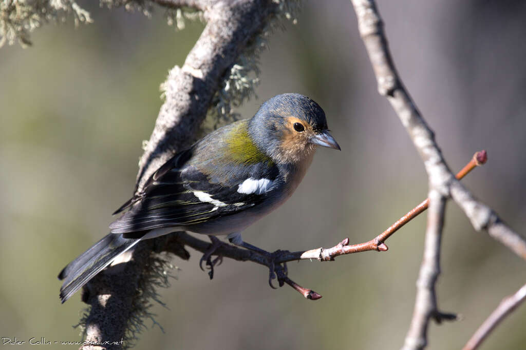 Madeira Chaffinchadult breeding, identification