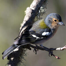 Madeira Chaffinch