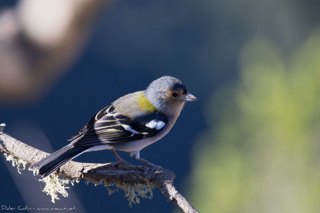 Madeira Chaffinch male adult breeding