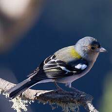 Madeira Chaffinch