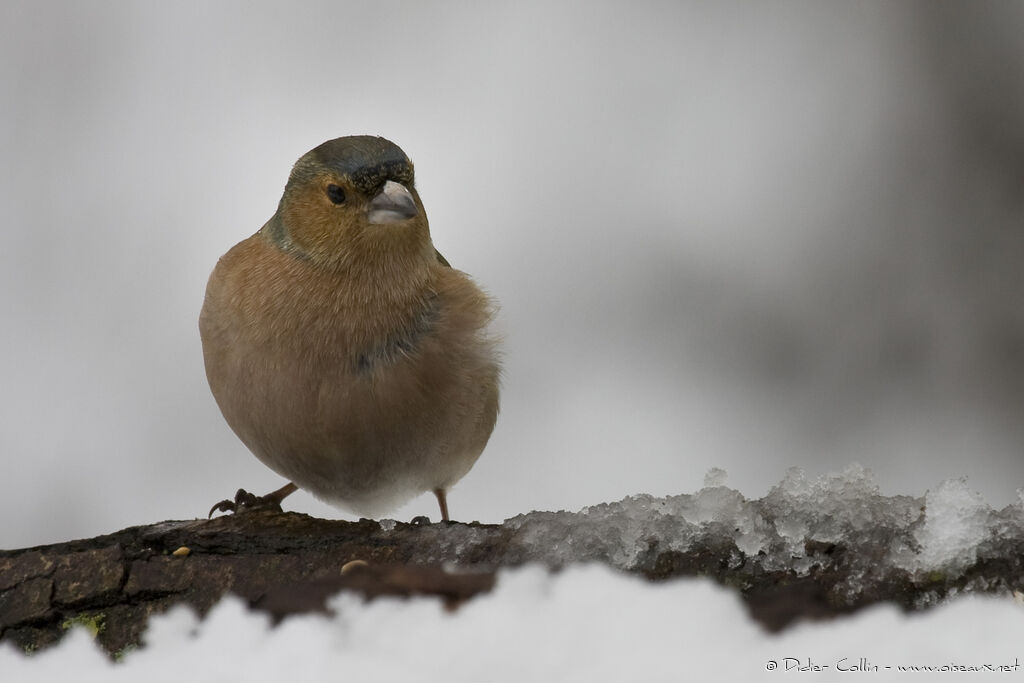 Eurasian Chaffinch