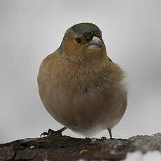 Eurasian Chaffinch