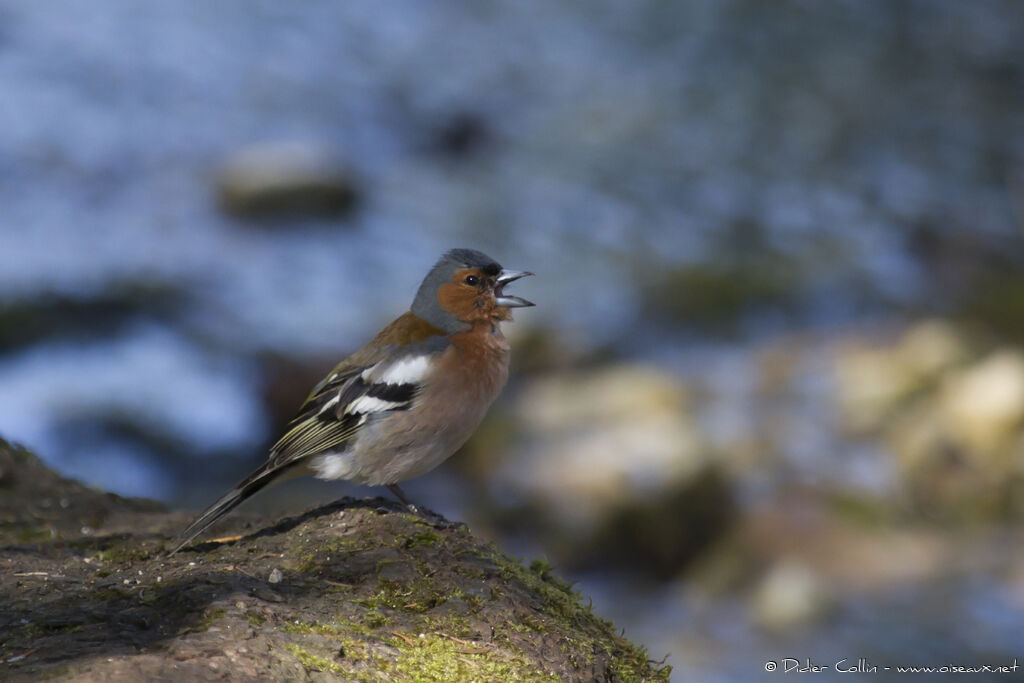 Common Chaffinch male adult