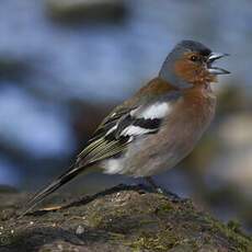 Common Chaffinch