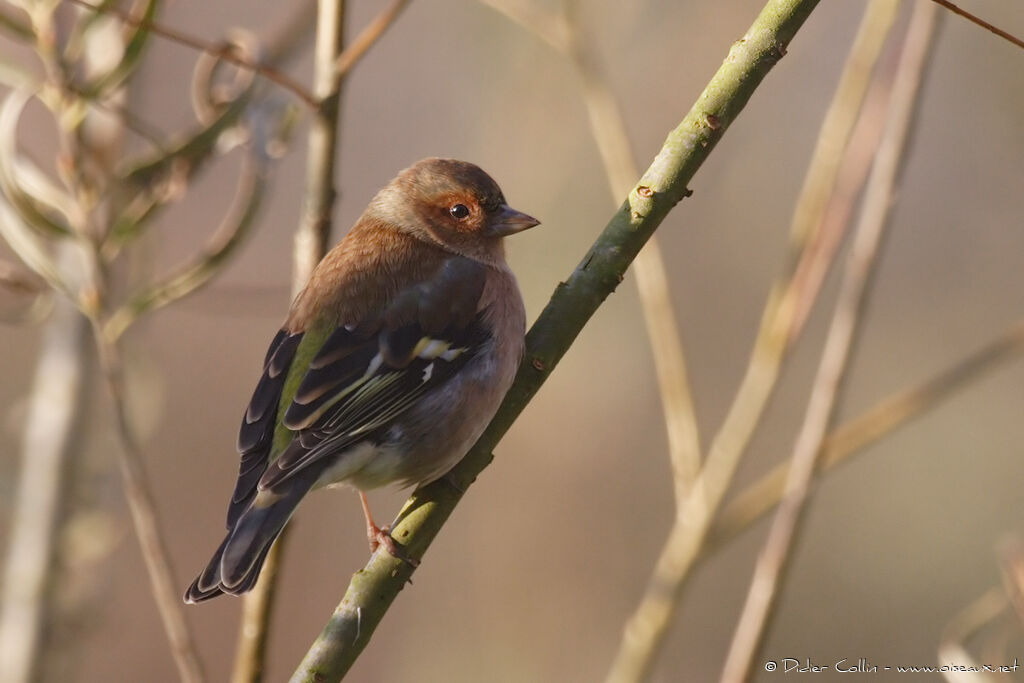 Eurasian Chaffinch