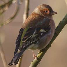 Common Chaffinch