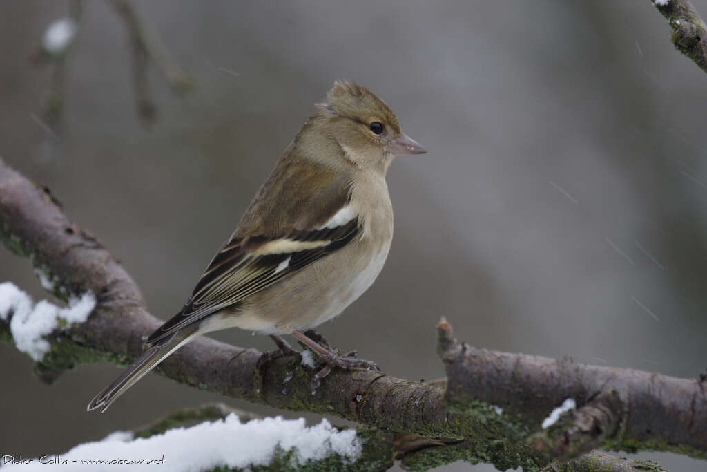 Pinson des arbres femelle adulte, identification