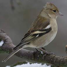 Eurasian Chaffinch