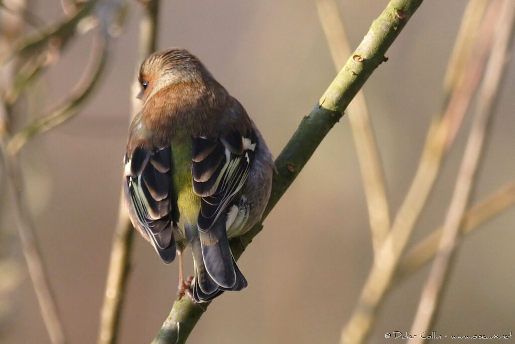 Eurasian Chaffinch