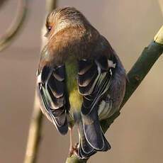 Eurasian Chaffinch