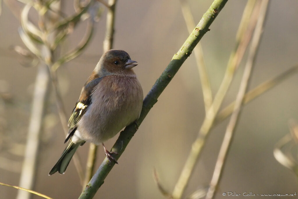 Common Chaffinch