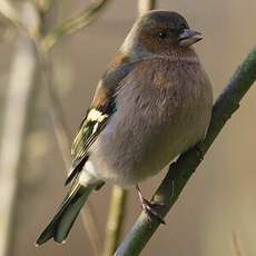 Eurasian Chaffinch