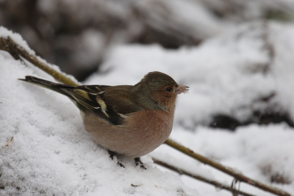 Common Chaffinch