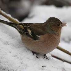 Eurasian Chaffinch