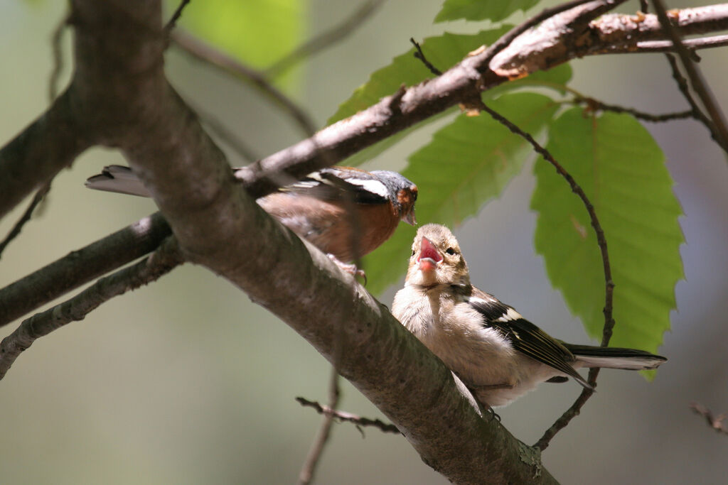 Pinson des arbres