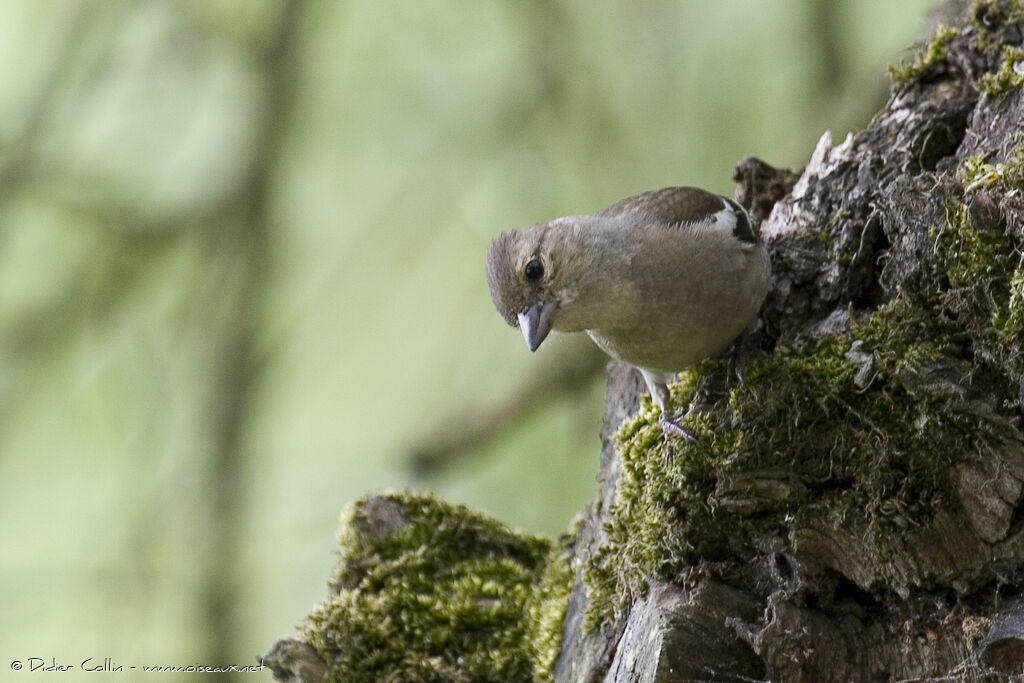 Pinson des arbres