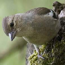 Eurasian Chaffinch