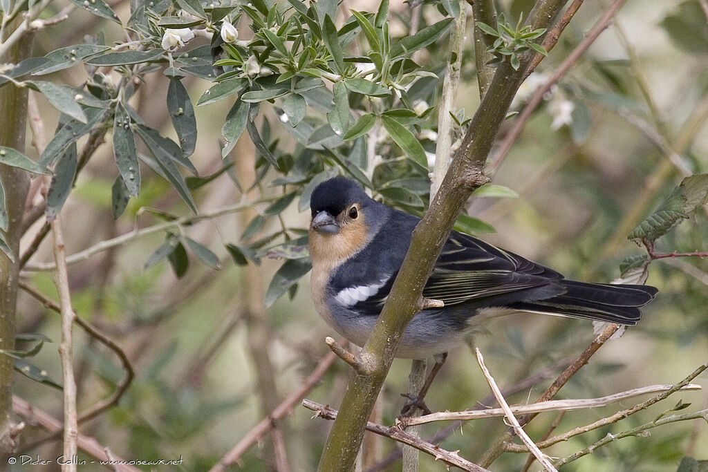 Pinson des Canaries mâle adulte