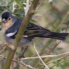 Canary Islands Chaffinch