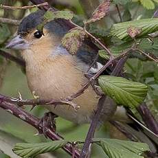 Canary Islands Chaffinch