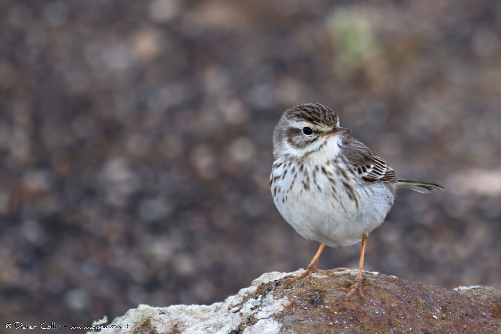 Pipit de Berthelotadulte