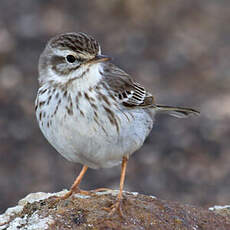 Berthelot's Pipit