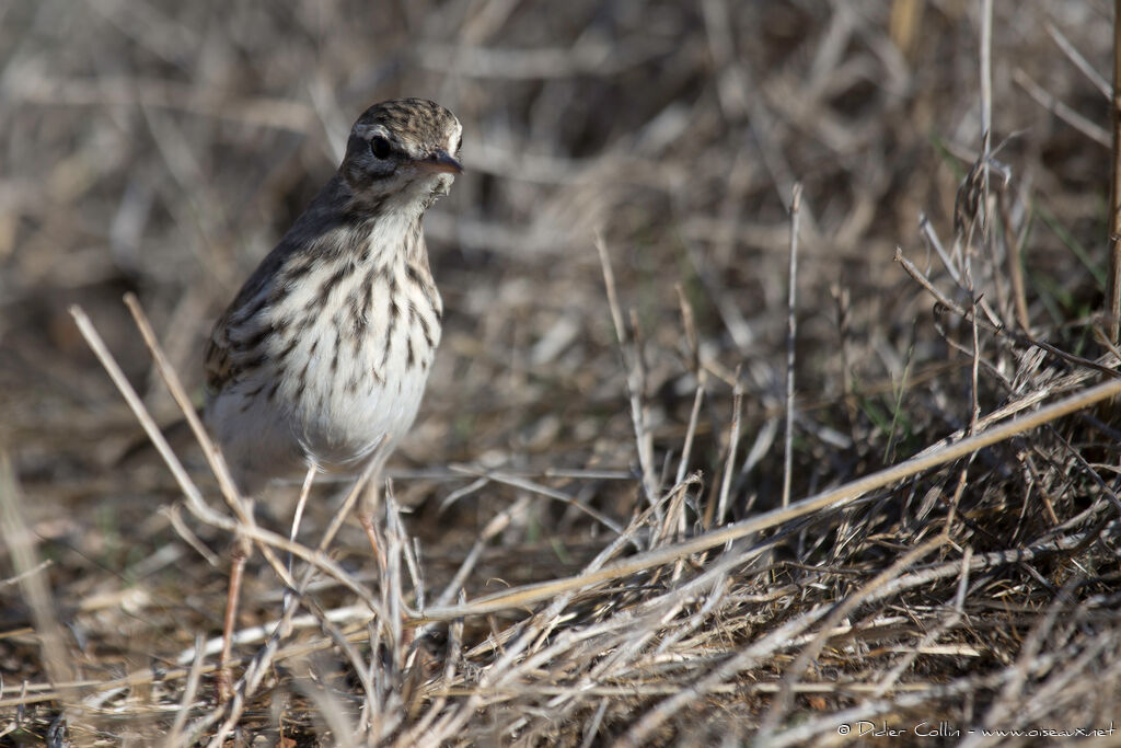 Pipit de Berthelotadulte