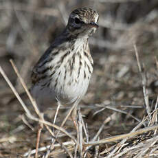 Berthelot's Pipit