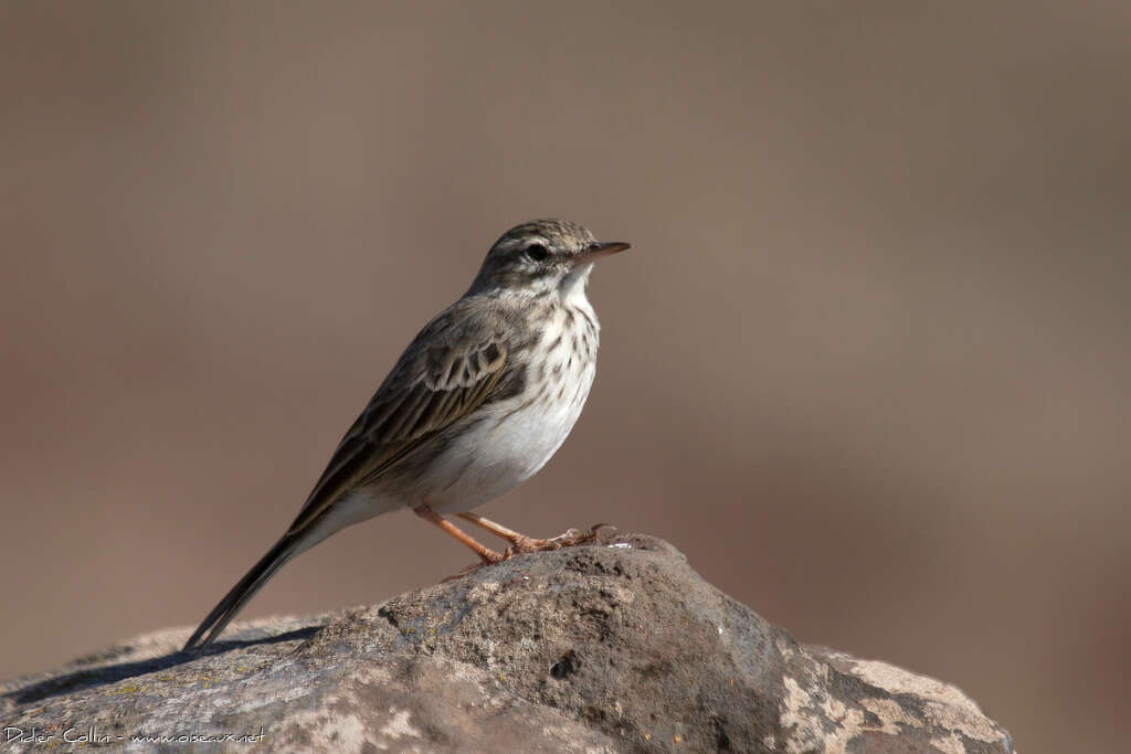 Pipit de Berthelotadulte, identification