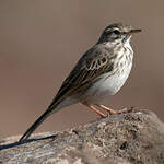 Pipit de Berthelot