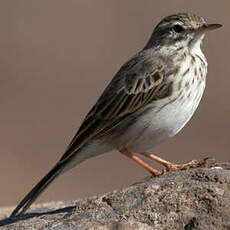 Berthelot's Pipit