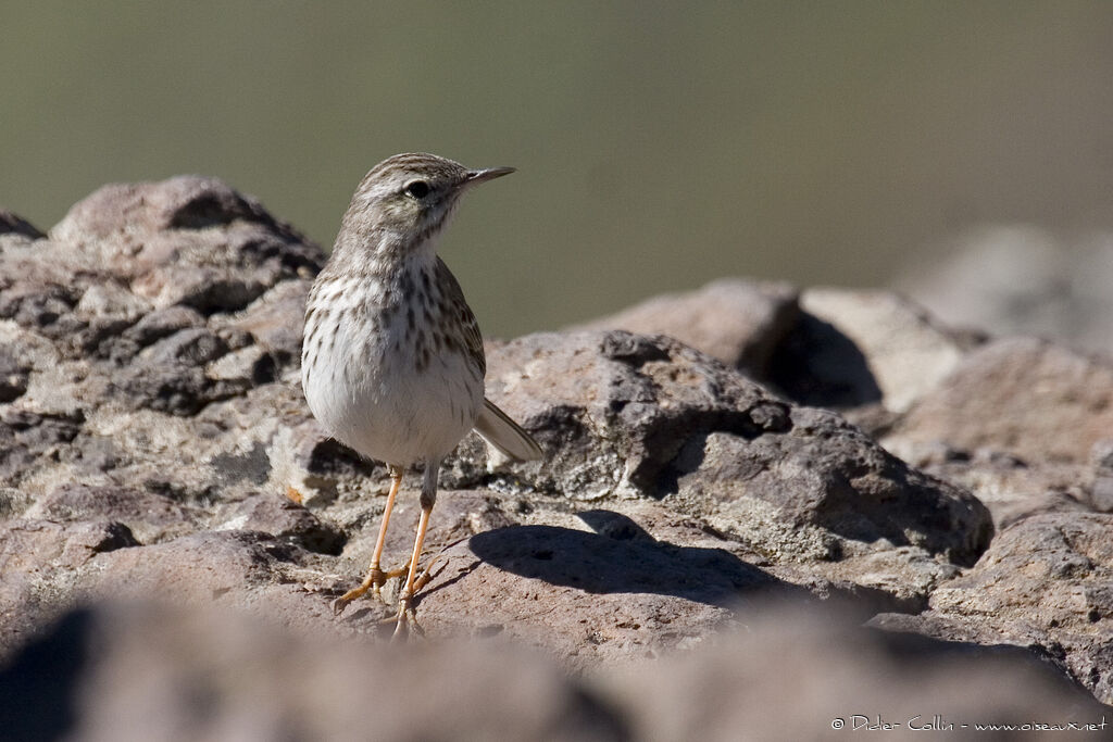 Pipit de Berthelot