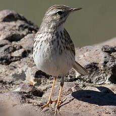 Berthelot's Pipit