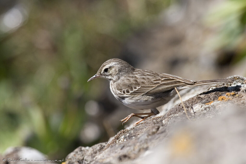 Pipit de Berthelot