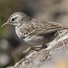 Berthelot's Pipit